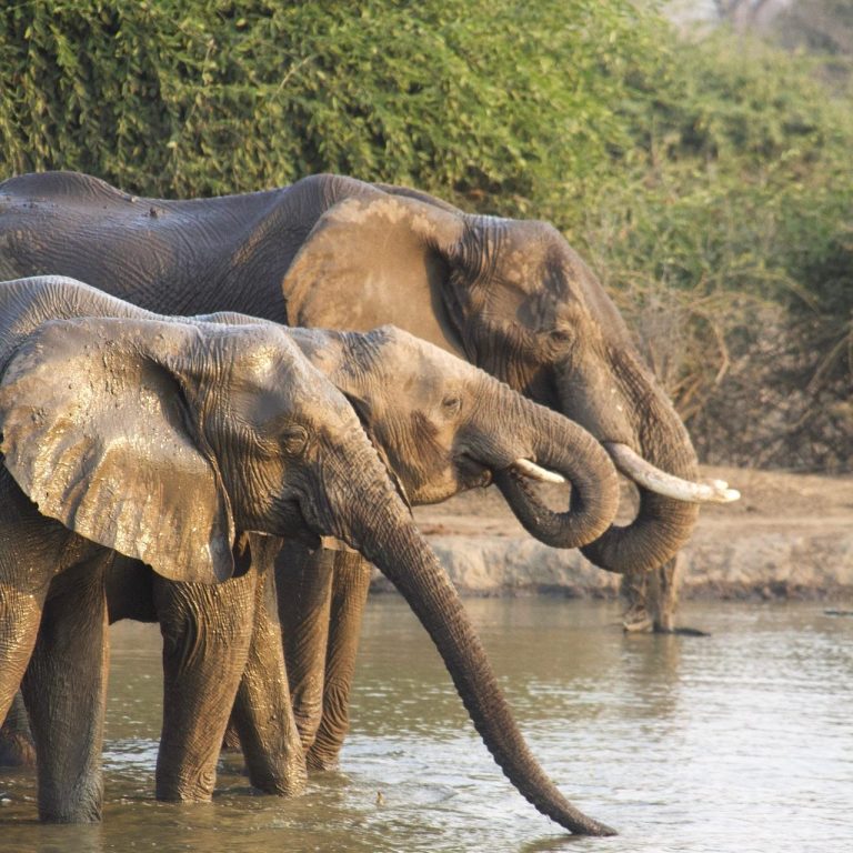 Safari Vacation Two elephants drinking water at a riverbank surrounded by greenery.
