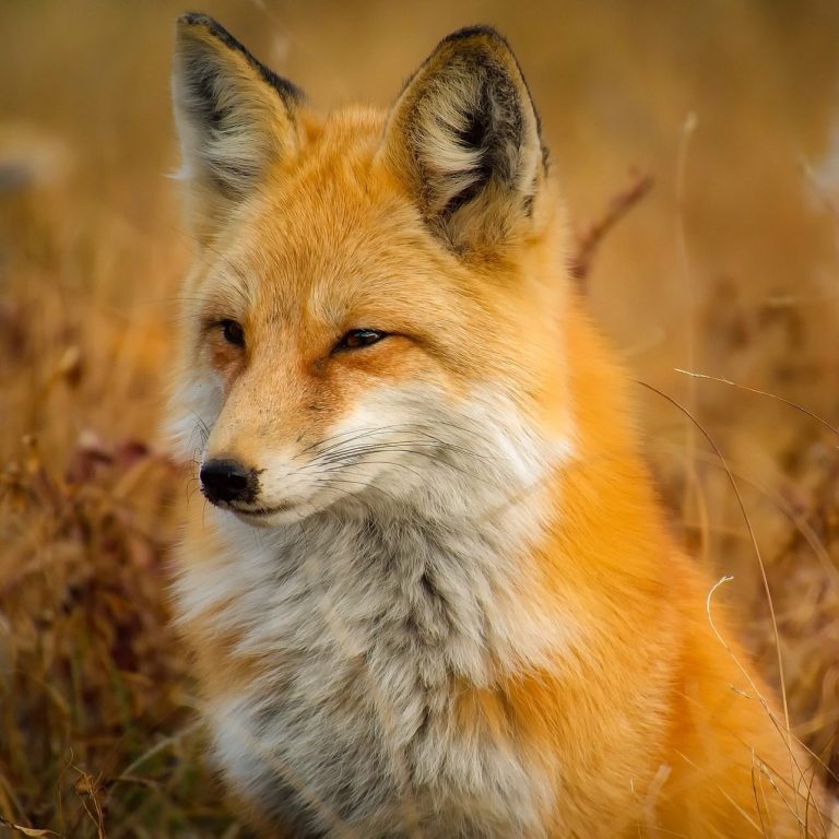 Wildlife Vacation A close-up of a fox with orange fur and a grey underbelly, set against a golden field.