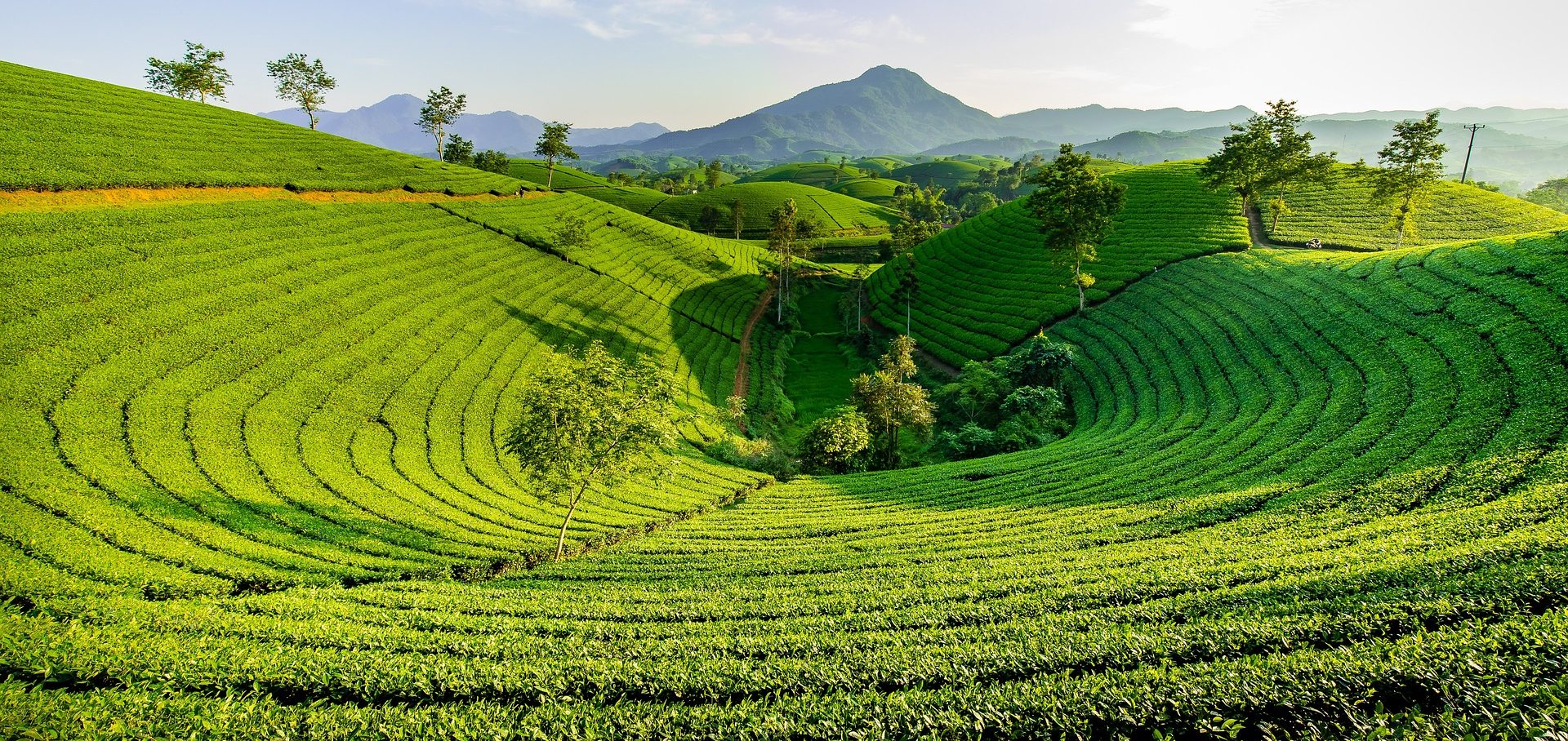 Youth Travel Group Trips Lush green tea fields with rolling hills and a distant mountain under a clear sky.