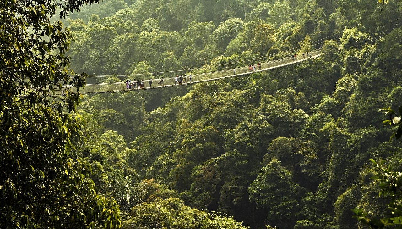 Safari Travel Experts Suspension bridge over lush green forested hills.